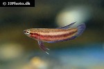 betta tussyae betta tussyae