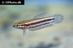 betta tussyae betta tussyae