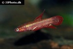 betta tussyae betta tussyae