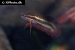 betta tussyae betta tussyae