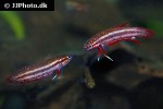 betta tussyae betta tussyae