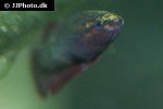 betta tussyae betta tussyae