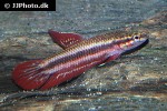 betta tussyae betta tussyae
