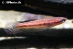 betta tussyae betta tussyae