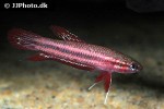betta tussyae betta tussyae