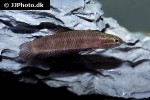 betta uberis betta uberis