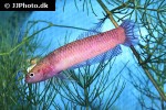 betta uberis betta uberis