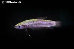 betta uberis betta uberis