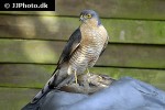 accipiter nisus eurasian sparrowhawk accipiter nisus eurasian sparrowhawk