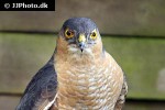 accipiter nisus eurasian sparrowhawk accipiter nisus eurasian sparrowhawk