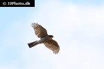 accipiter nisus eurasian sparrowhawk accipiter nisus eurasian sparrowhawk