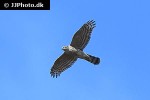 accipiter nisus eurasian sparrowhawk accipiter nisus eurasian sparrowhawk