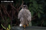 accipiter nisus eurasian sparrowhawk accipiter nisus eurasian sparrowhawk