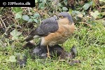 accipiter nisus eurasian sparrowhawk accipiter nisus eurasian sparrowhawk