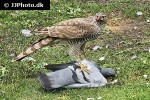 accipiter nisus eurasian sparrowhawk accipiter nisus eurasian sparrowhawk