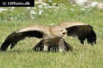 aquila rapax tawny eagle aquila rapax tawny eagle