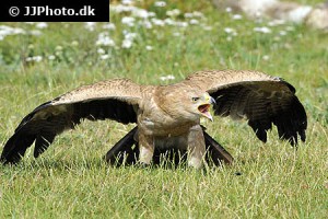 Birds of Prey (Falconiformes)