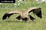 aquila rapax tawny eagle aquila rapax tawny eagle