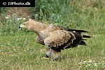 aquila rapax tawny eagle aquila rapax tawny eagle