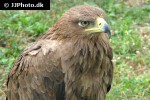 aquila rapax belisarius tawny eagle aquila rapax belisarius tawny eagle