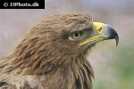 aquila rapax belisarius tawny eagle aquila rapax belisarius tawny eagle