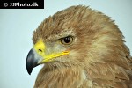 aquila rapax belisarius tawny eagle aquila rapax belisarius tawny eagle