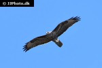 buteo buteo common buzzard buteo buteo common buzzard