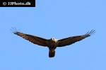 buteo buteo common buzzard buteo buteo common buzzard