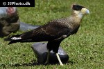 caracara plancus southern crested caracara caracara plancus southern crested caracara