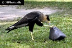 caracara plancus southern crested caracara caracara plancus southern crested caracara