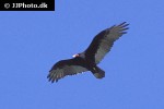 cathartes aura turkey vulture cathartes aura turkey vulture