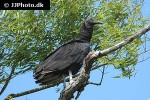 cathartes aura turkey vulture cathartes aura turkey vulture