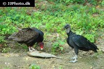 cathartes aura turkey vulture cathartes aura turkey vulture