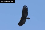 cathartes burrovianus lesser yellow headed vulture cathartes burrovianus lesser yellow headed vulture