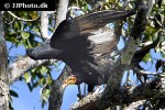 cathartes burrovianus lesser yellow headed vulture cathartes burrovianus lesser yellow headed vulture