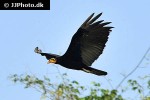 cathartes burrovianus lesser yellow headed vulture cathartes burrovianus lesser yellow headed vulture