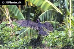 coragyps atratus black vulture coragyps atratus black vulture
