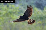 daptrius ater black caracara daptrius ater black caracara