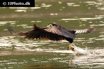 daptrius ater black caracara daptrius ater black caracara