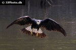 daptrius ater black caracara daptrius ater black caracara