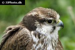 falco biarmicus lanner falcon falco biarmicus lanner falcon