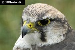 falco biarmicus lanner falcon falco biarmicus lanner falcon