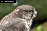 falco cherrug saker falcon falco cherrug saker falcon