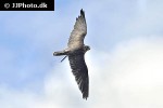 falco cherrug altaicus altai falcon falco cherrug altaicus altai falcon