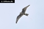 falco cherrug altaicus altai falcon falco cherrug altaicus altai falcon