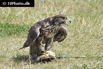 falco cherrug altaicus altai falcon falco cherrug altaicus altai falcon