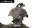falco jugger laggar falcon falco jugger laggar falcon