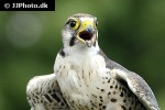 falco jugger laggar falcon falco jugger laggar falcon