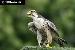 falco jugger laggar falcon falco jugger laggar falcon