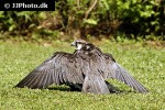 falco jugger laggar falcon falco jugger laggar falcon